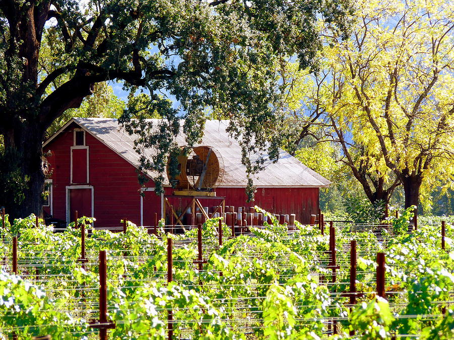 Red Barn Oaks Vineyard Photograph by Jeff Lowe