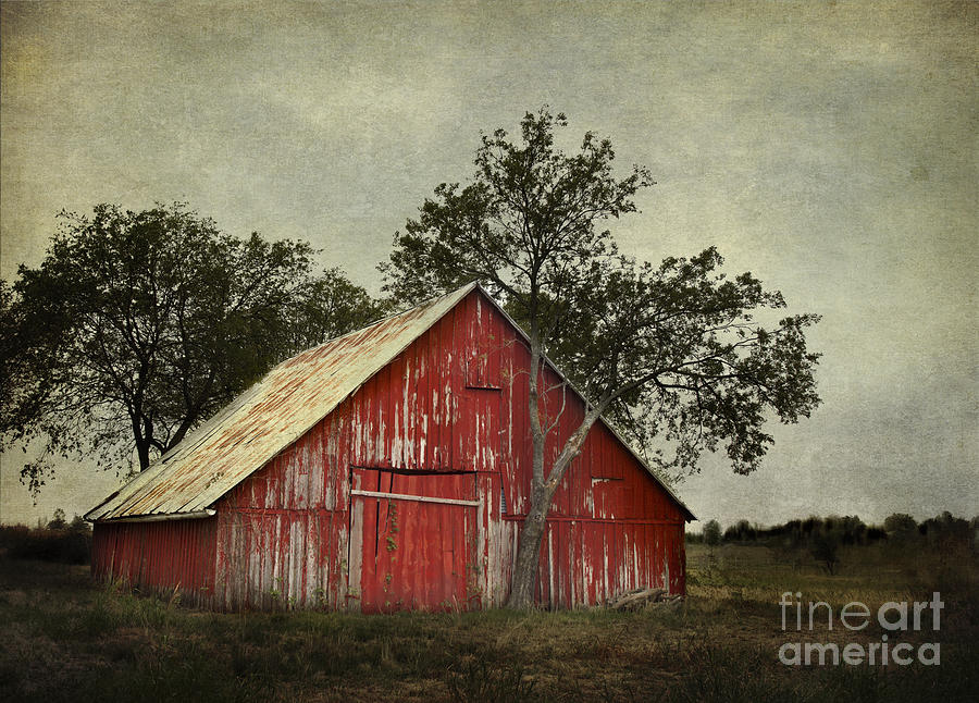 Red barn with a tree Photograph by Elena Nosyreva