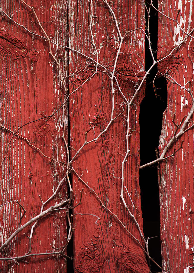 Red Barn Wood with Dried Vines Photograph by Rebecca Sherman