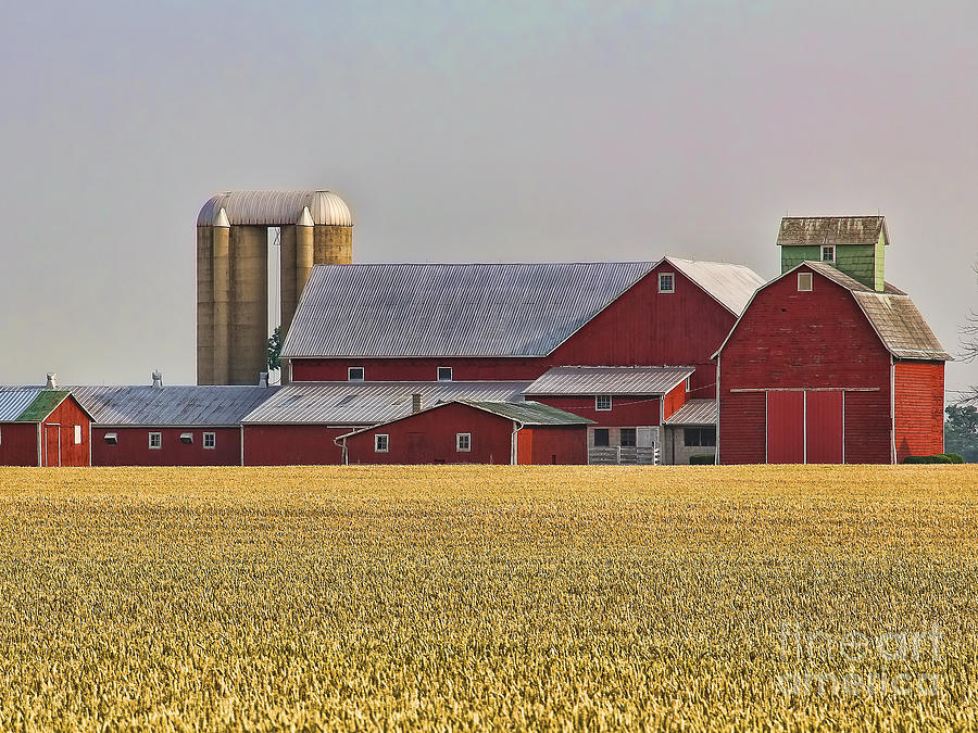 Red Barns And Wheat Field Photograph by Jack Schultz