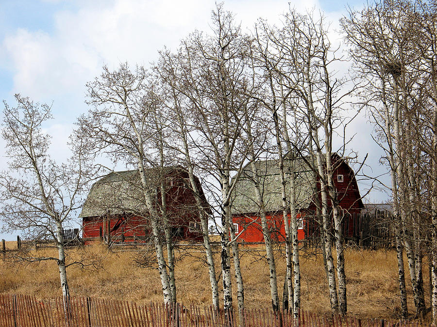 Red Barns Photograph by Gerry Bates