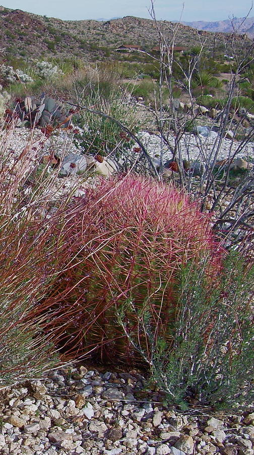 Red Barrel Cactus Photograph by Joseph Litzinger