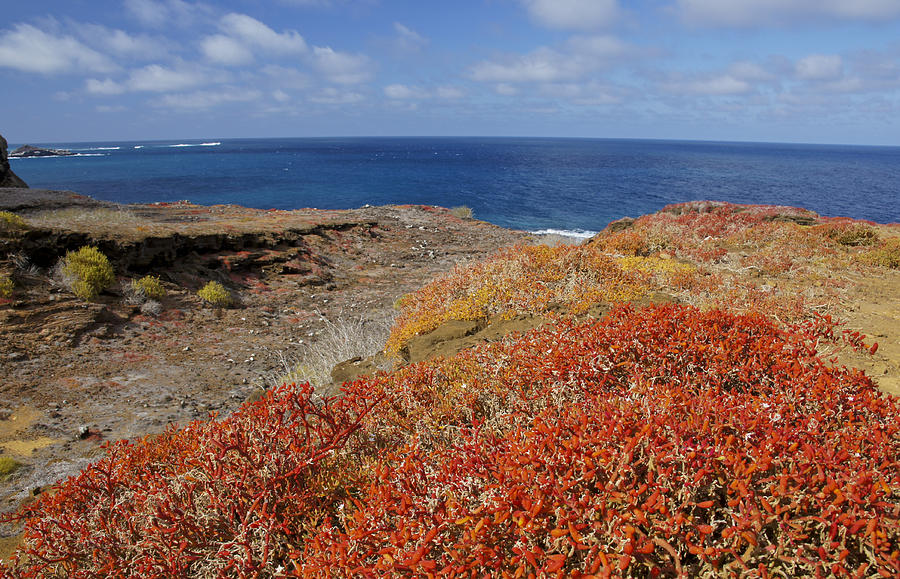 Red Plant in the Galapagos Photograph by Brian Kamprath