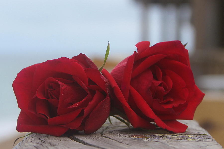 Rose Photograph - Red Beach Roses 2 by Cathy Lindsey