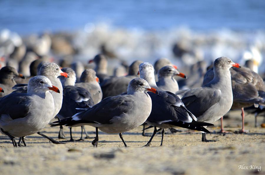 Red Beak Seagull Convention Photograph by Alex King