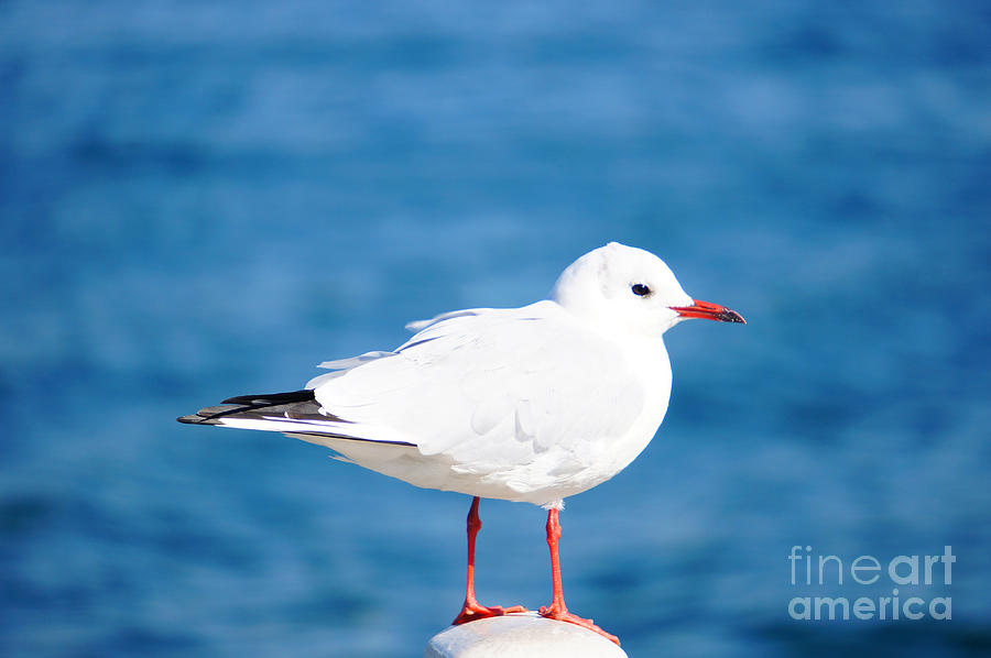 Red-Beaked Seagull Resting on the Port 2 Photograph by Beverly Claire Kaiya