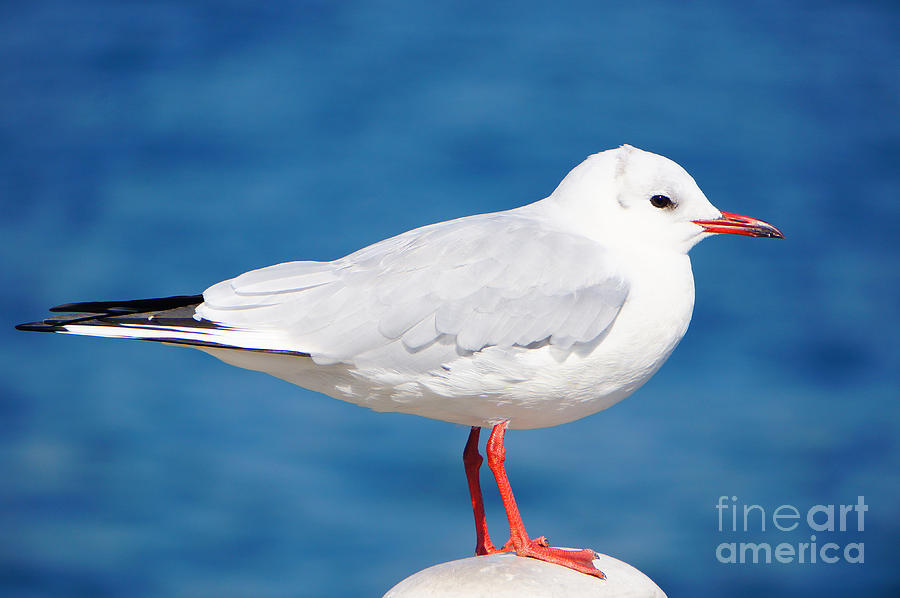 Red-Beaked Seagull Resting on the Port Photograph by Beverly Claire Kaiya
