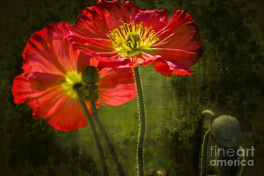 Red Beauties in the Field Photograph by Heiko Koehrer-Wagner