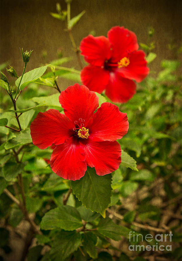 Flowers Still Life Photograph - Red - beautiful hibiscus flowers in bloom on the island of Maui. by Jamie Pham
