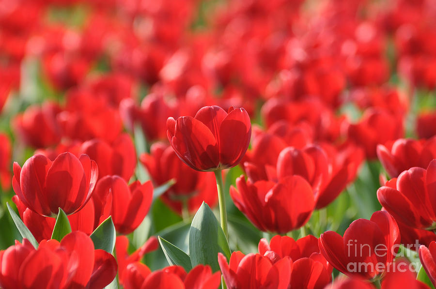 Tulip Photograph - Red Beautiful Tulips by Boon Mee