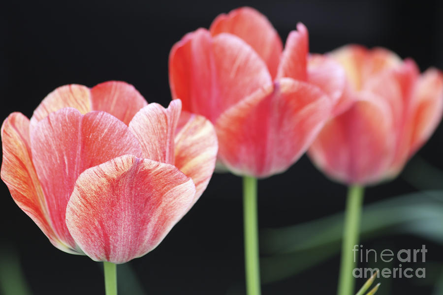 Tulip Photograph - Red Beauty by Christina Gupfinger