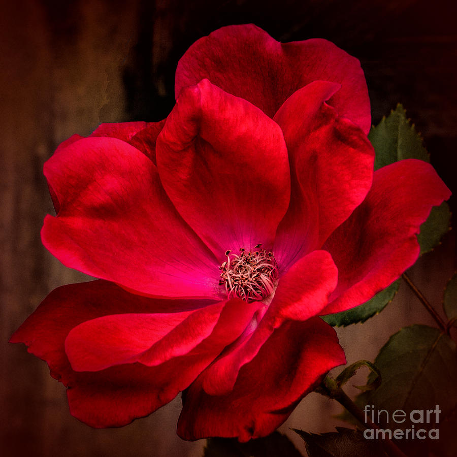 Unique Photograph - Red Beauty by Dave Bosse