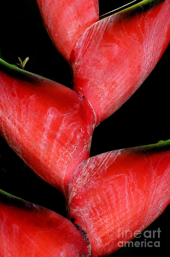 Red Beauty - Heliconia Photograph by Sandra Bronstein