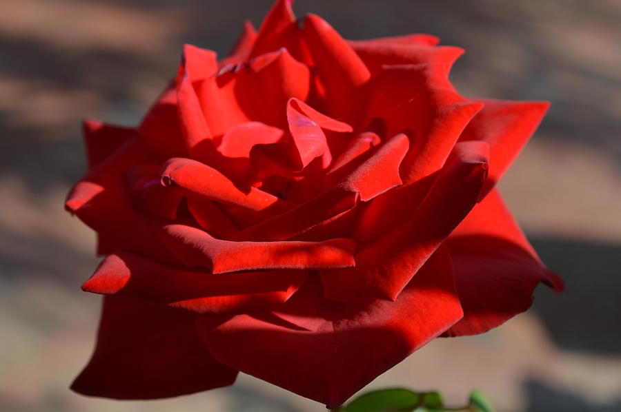 Nature Photograph - Red Beauty by Quita Jean
