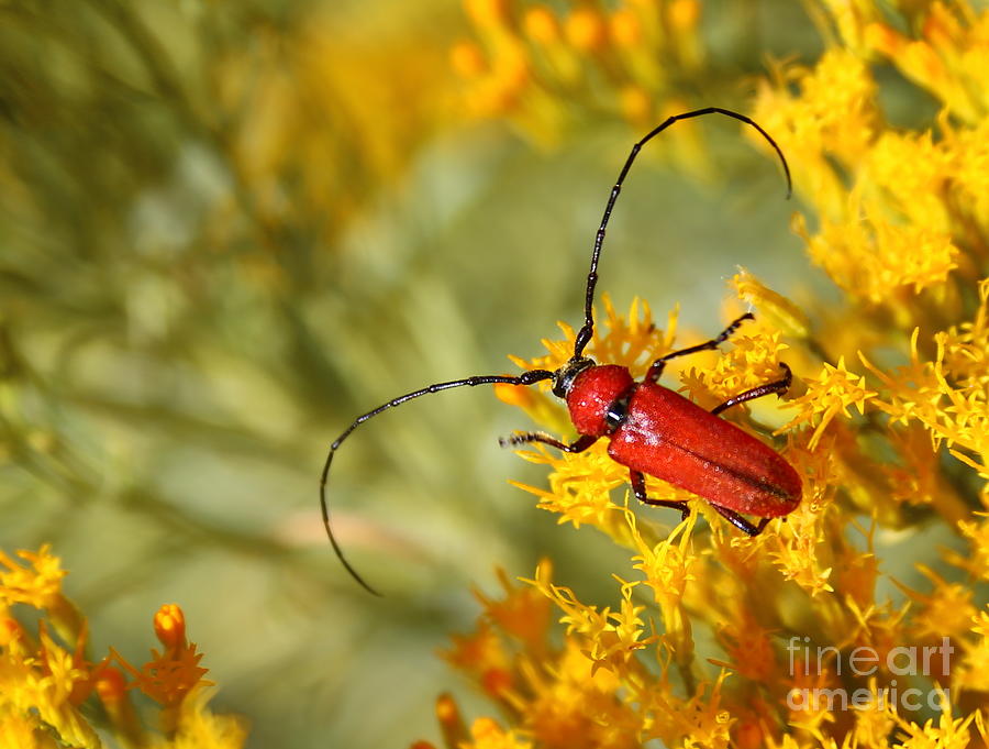 Red Beetle Photograph by Marty Fancy