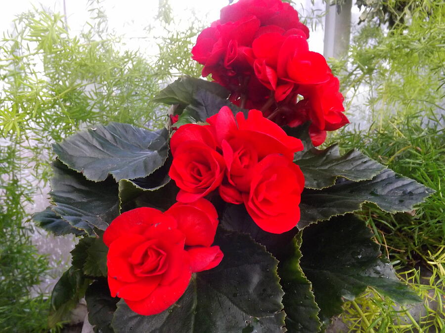 Red Begonia Bouquets Photograph by Lingfai Leung