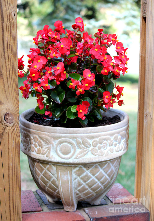 Red Begonia in Ceramic Pot Photograph by Cynthia Snyder
