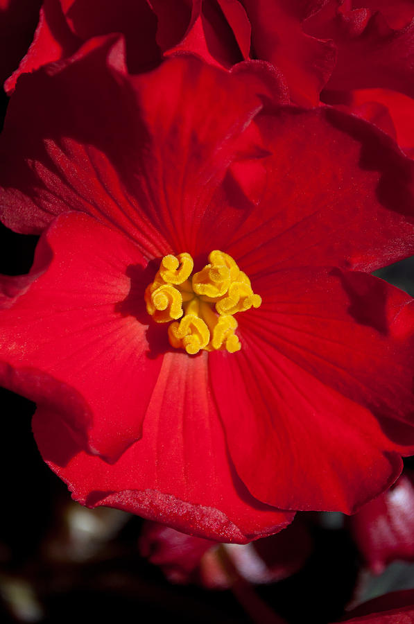 Red Begonia Photograph by Tikvahs Hope