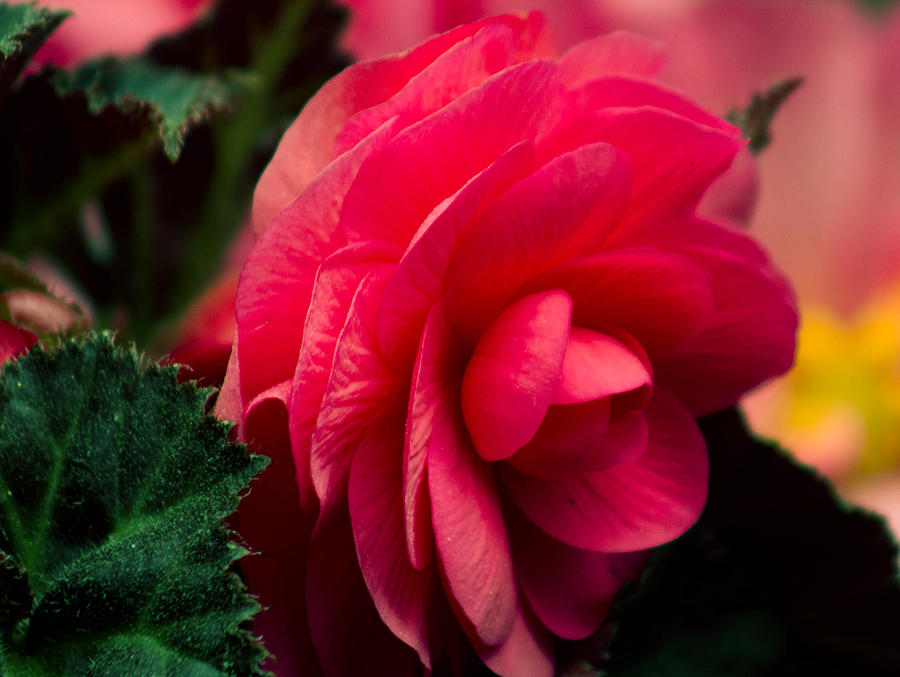 Red Begonia Photograph by Ron Roberts