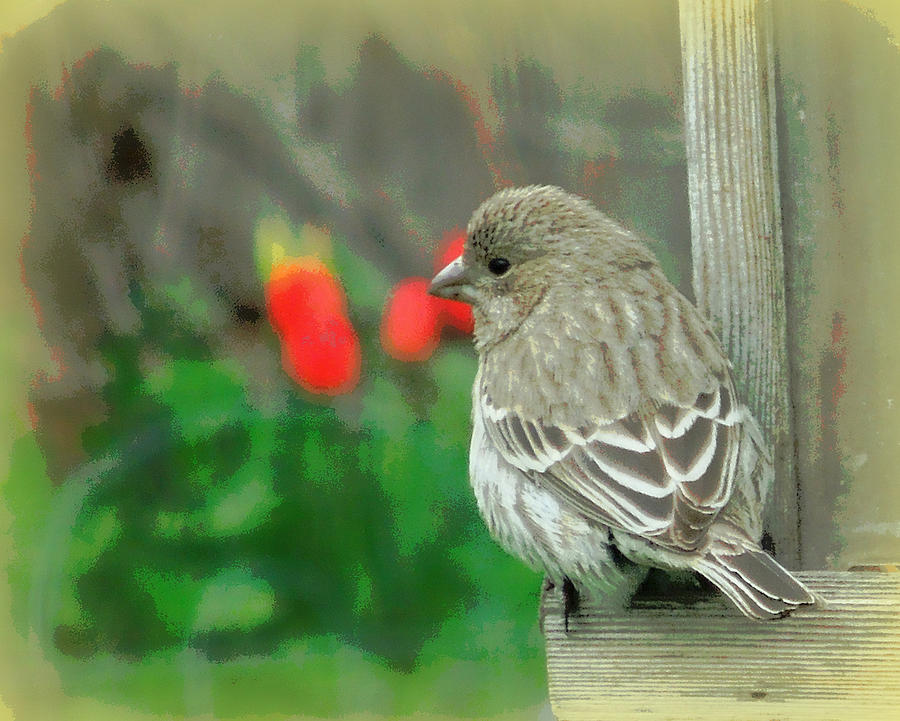 Feather Photograph - Red Behind Little Beak by Heidi Manly