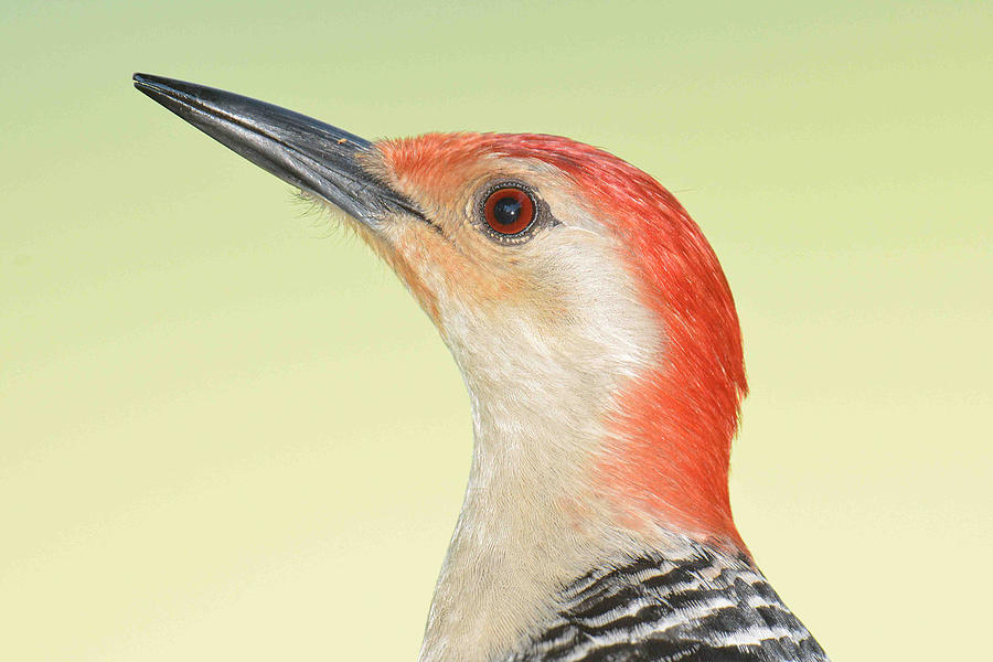 Red-bellied Portrait  Photograph by Alan Lenk