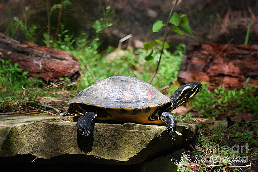 Red-bellied Turtle 20130506_28 Photograph by Tina Hopkins