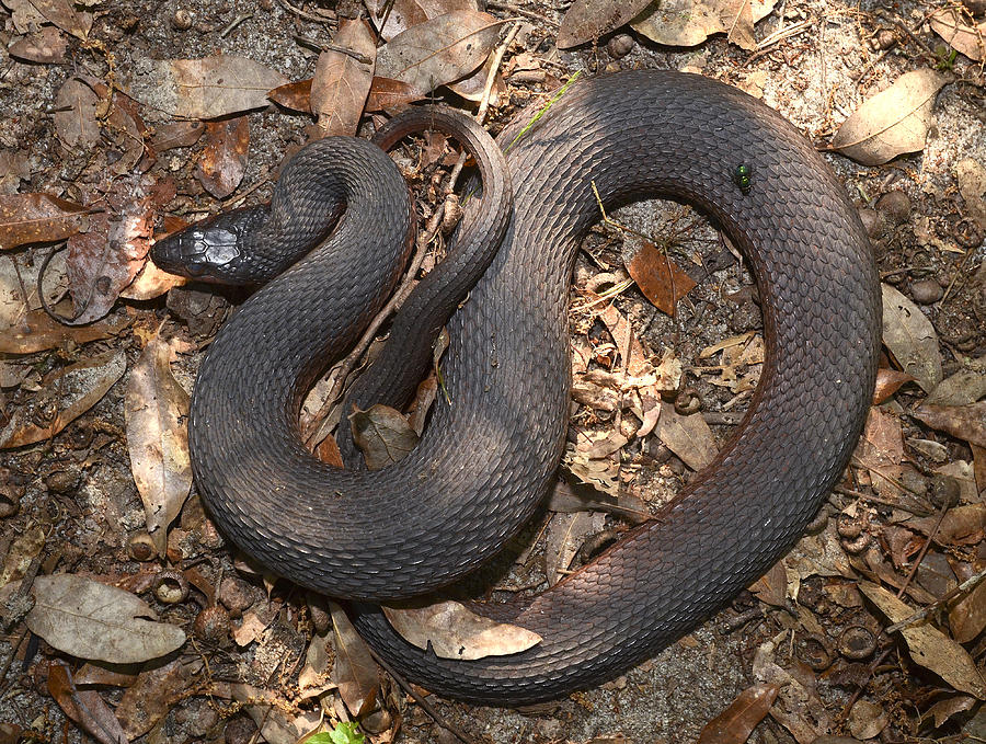 Red-bellied Water Snake Photograph by Eric Abernethy