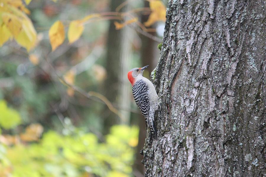Red Bellied Wood Pecker - Female Photograph
