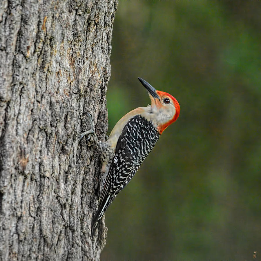 Red Bellied Woodpecker 05.28.2014 Photograph by Jai Johnson