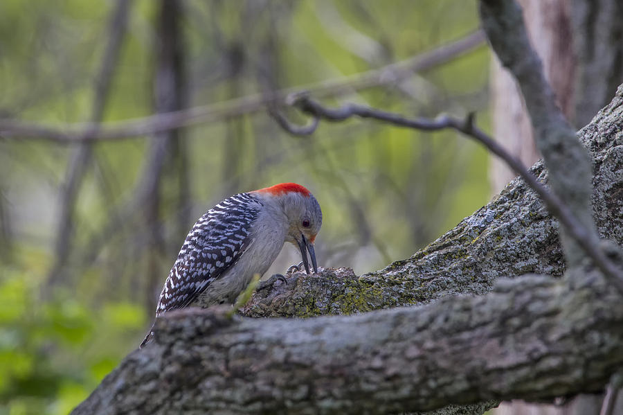 Red-bellied Woodpecker 2 Photograph by Gary Hall