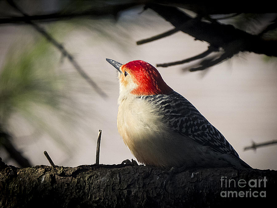 Red Bellied Woodpecker 2 Photograph by Jon Munson II