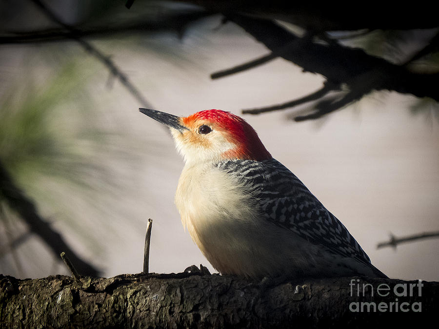 Red Bellied Woodpecker 3 Photograph by Jon Munson II