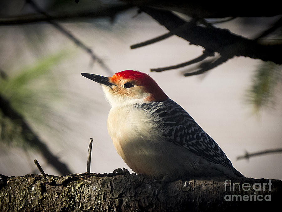 Red Bellied Woodpecker 4 Photograph by Jon Munson II