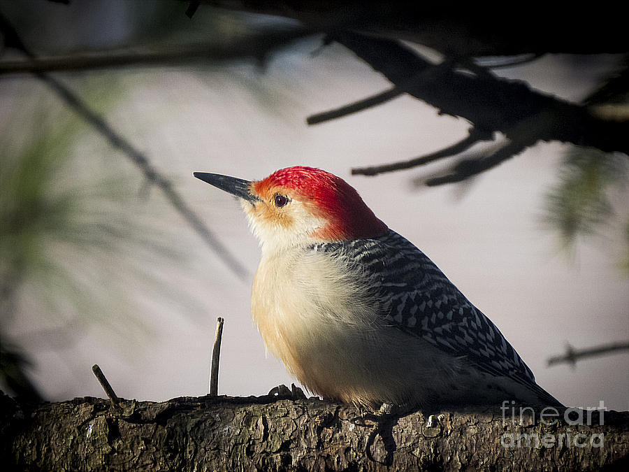 Red Bellied Woodpecker 5 Photograph by Jon Munson II
