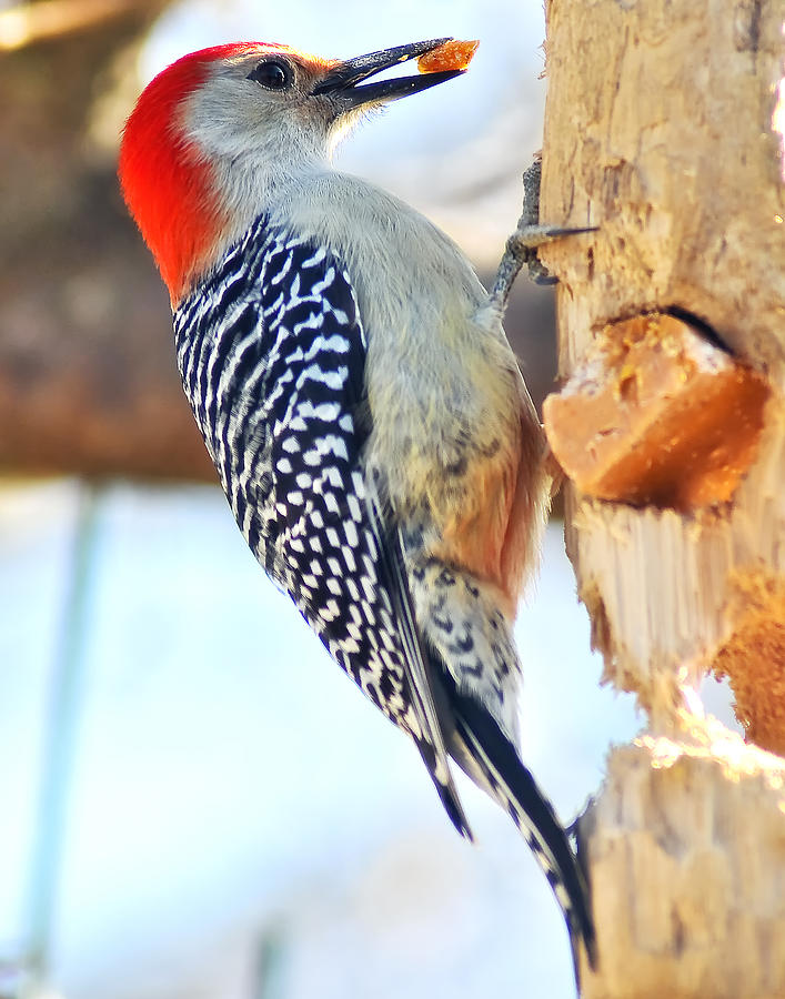 Red Bellied Woodpecker 81 Photograph by Gene Tatroe