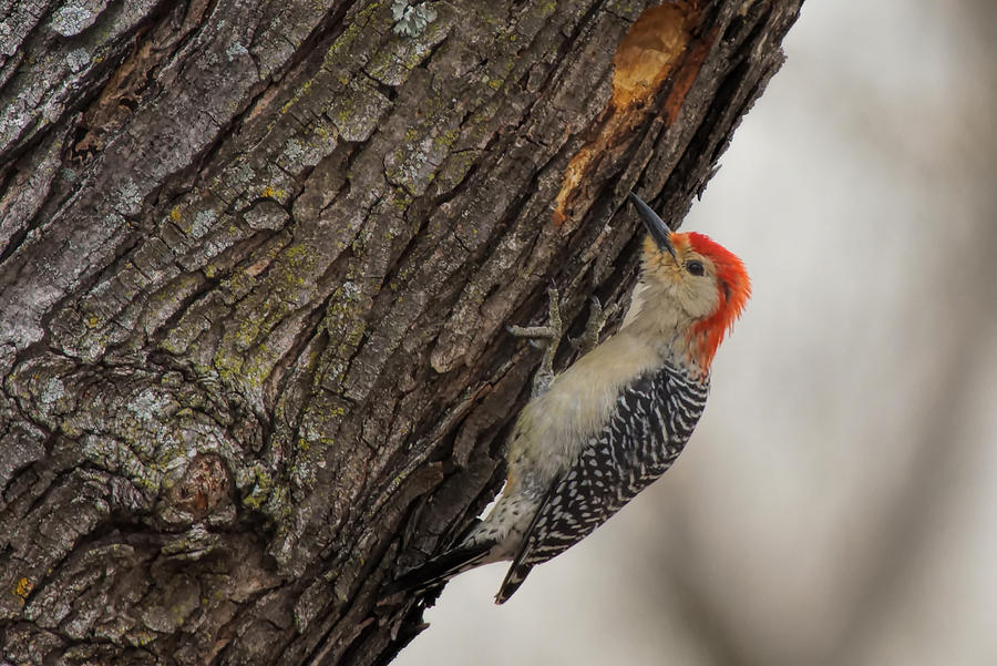 Red-Bellied Woodpecker Photograph by Alan Hutchins