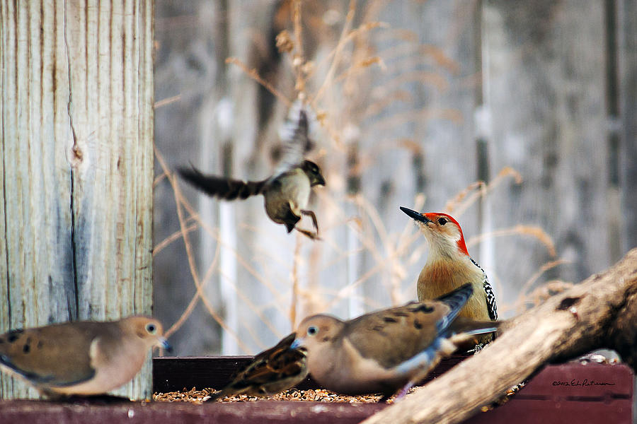 Red-bellied Woodpecker And Friends Photograph by Ed Peterson