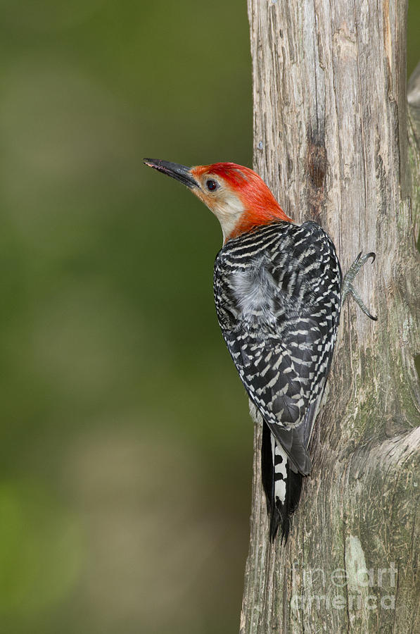 Woodpecker Photograph - Red-bellied Woodpecker by Anthony Mercieca