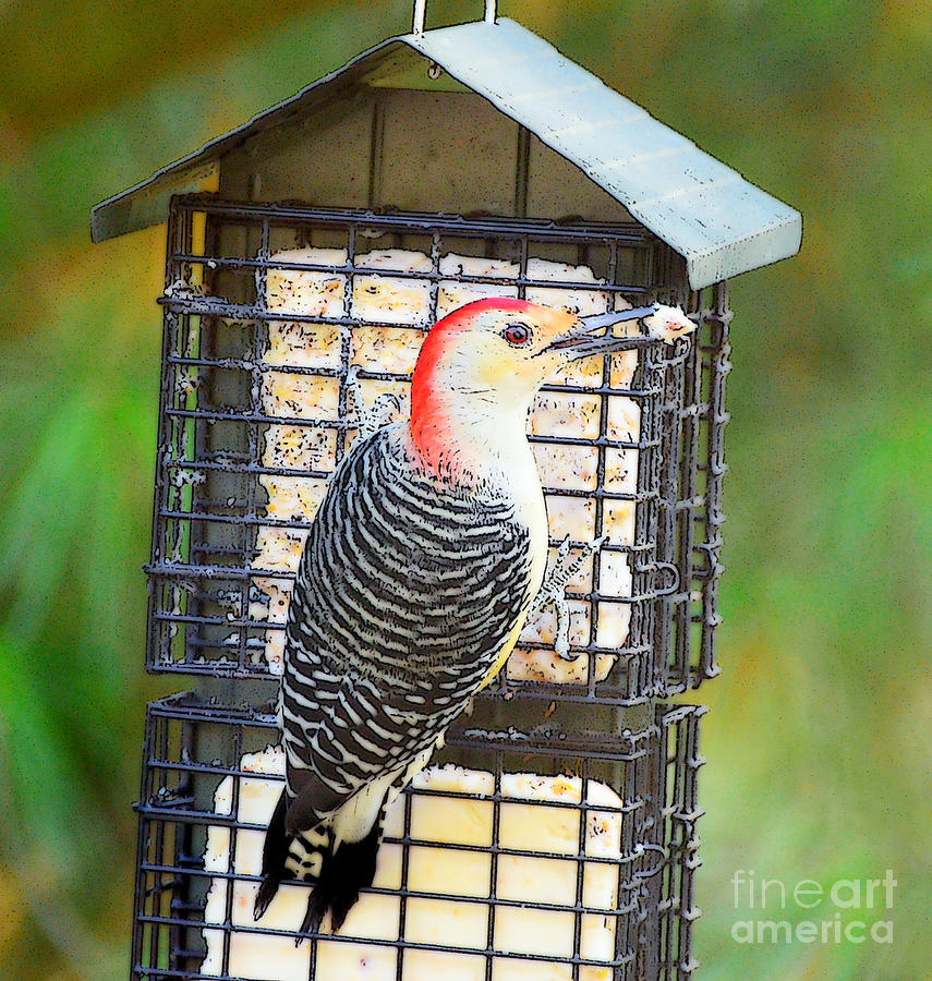 Red-bellied Woodpecker At The Feeder Photograph by Kerri Farley