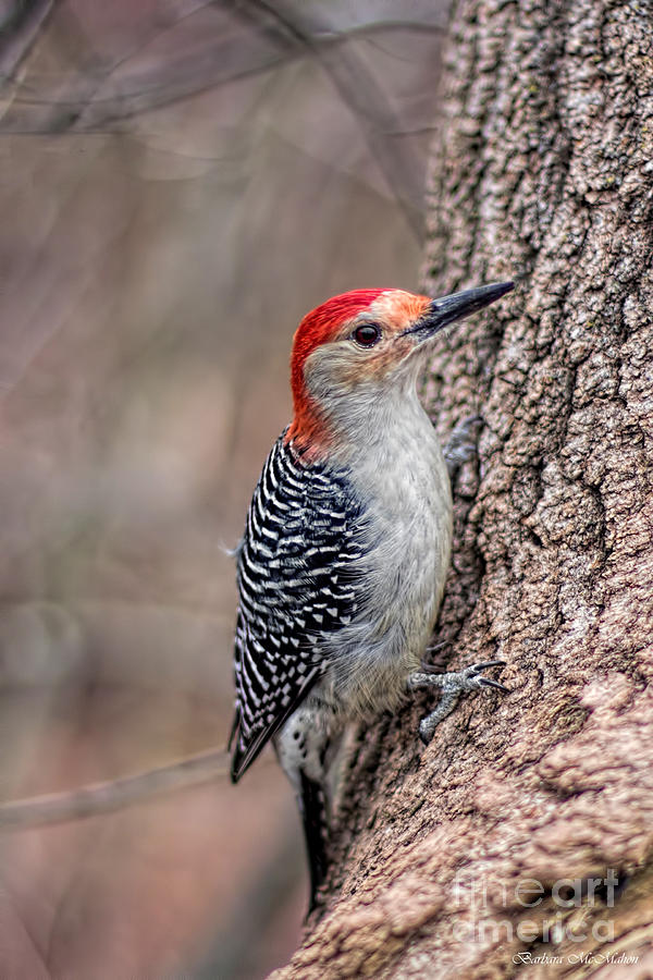 Red Bellied Woodpecker Photograph by Barbara McMahon