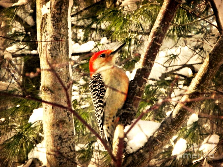 Woodpecker Photograph - Red Bellied Woodpecker by Beth Ferris Sale