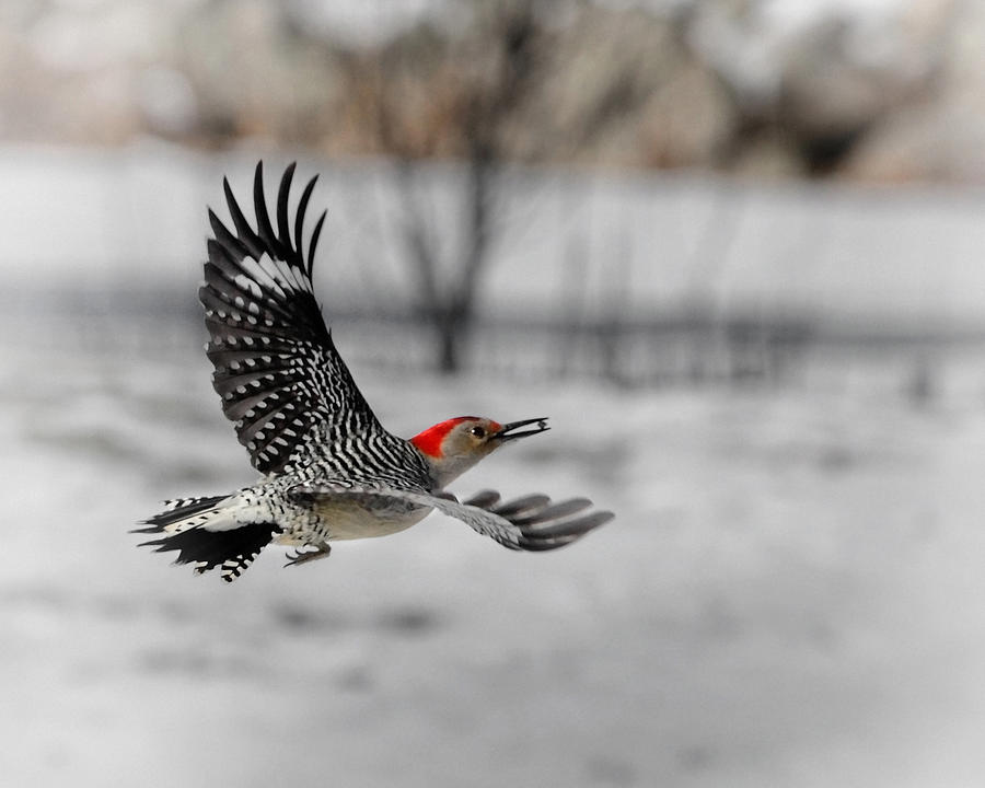 Woodpecker Photograph - Red Bellied Woodpecker by Bill Wakeley
