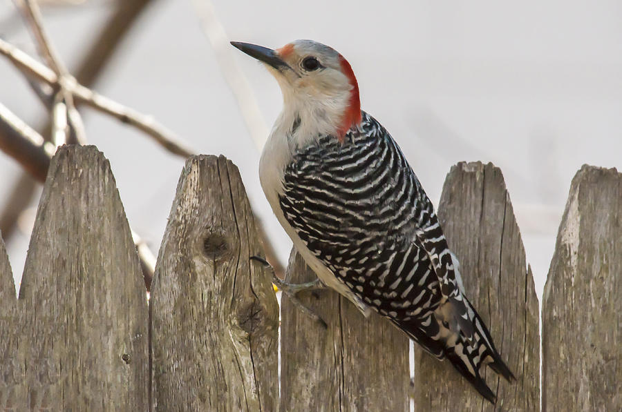 Red Bellied Woodpecker Photograph by Cathy Kovarik