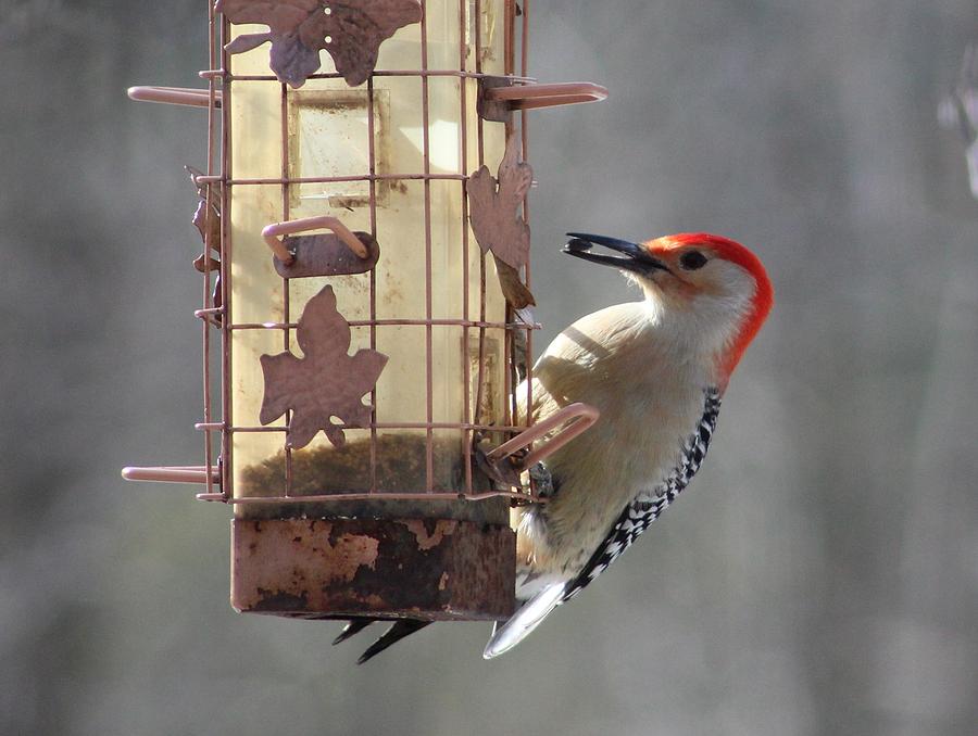 Red-bellied Woodpecker Photograph by Charles Ray