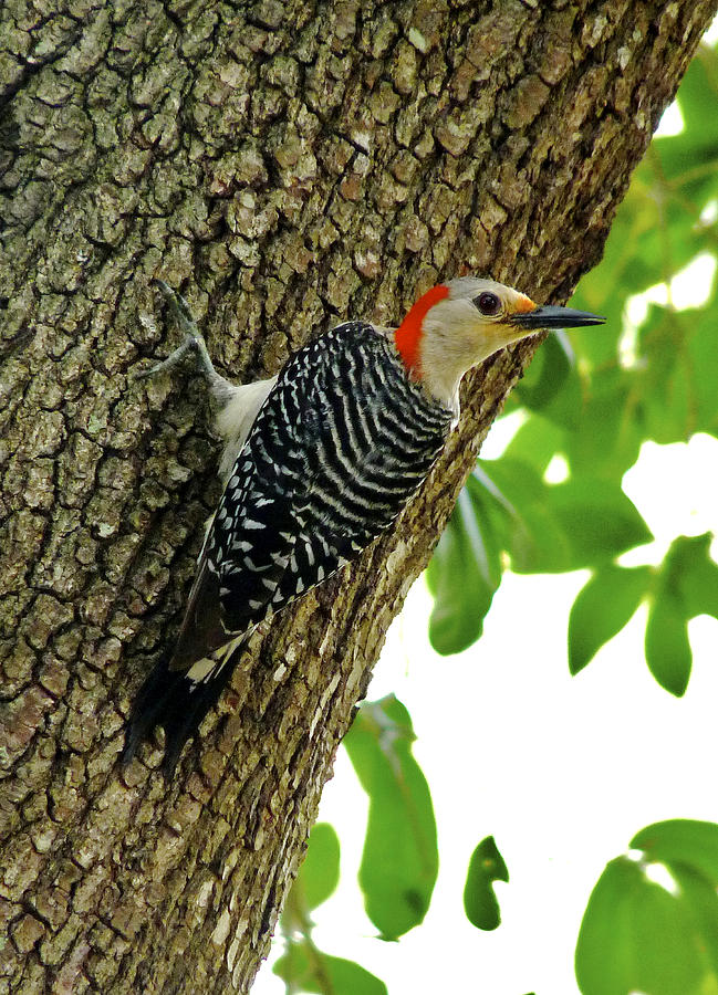 Red-Bellied Woodpecker. Photograph by Chris  Kusik
