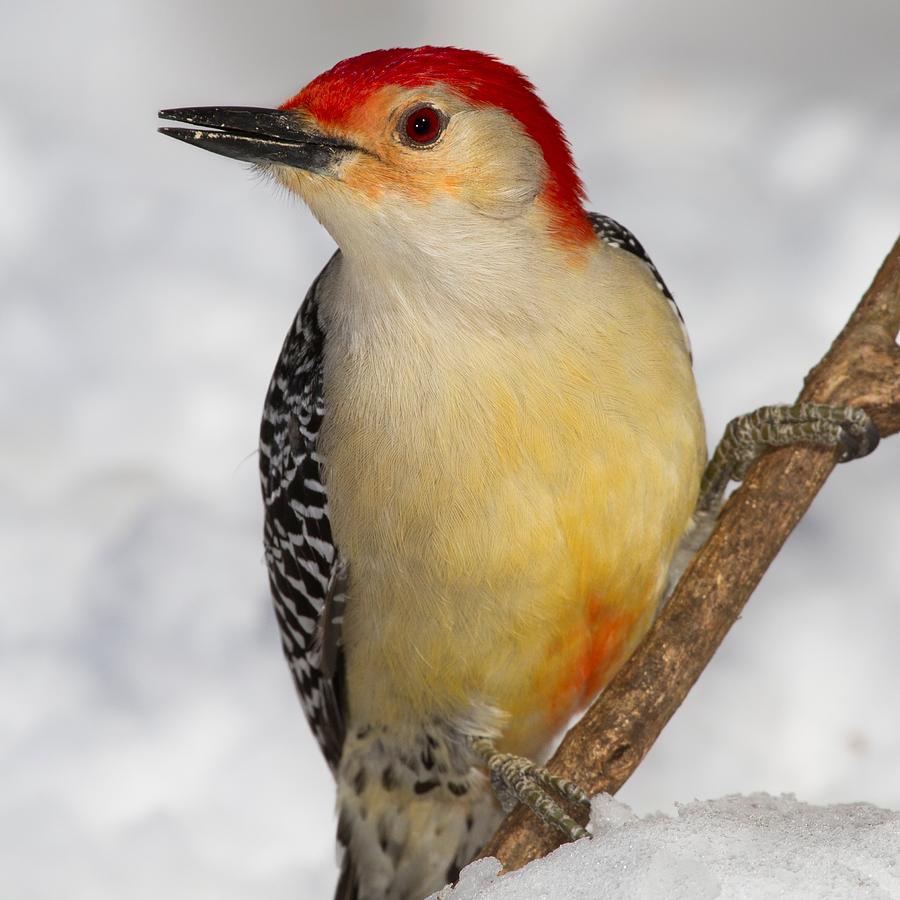 Red Bellied Woodpecker Close Up Photograph by John Absher