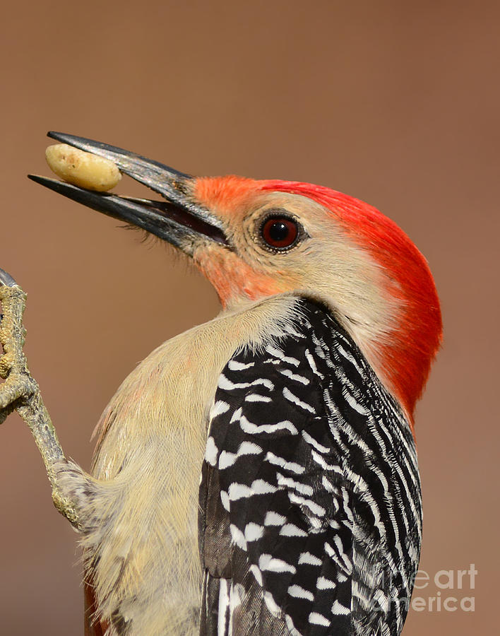 Red Bellied Woodpecker Closeup Photograph by Kathy Baccari