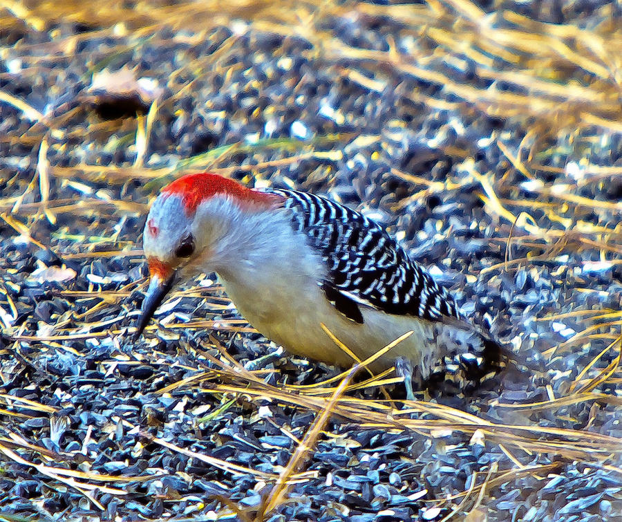 Red-bellied Woodpecker  Photograph by Constantine Gregory