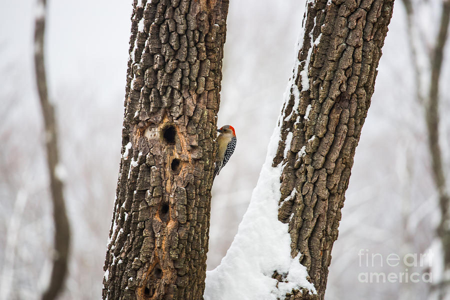 Red-bellied Woodpecker Enjoying Snow Photograph by Donnie Whitaker