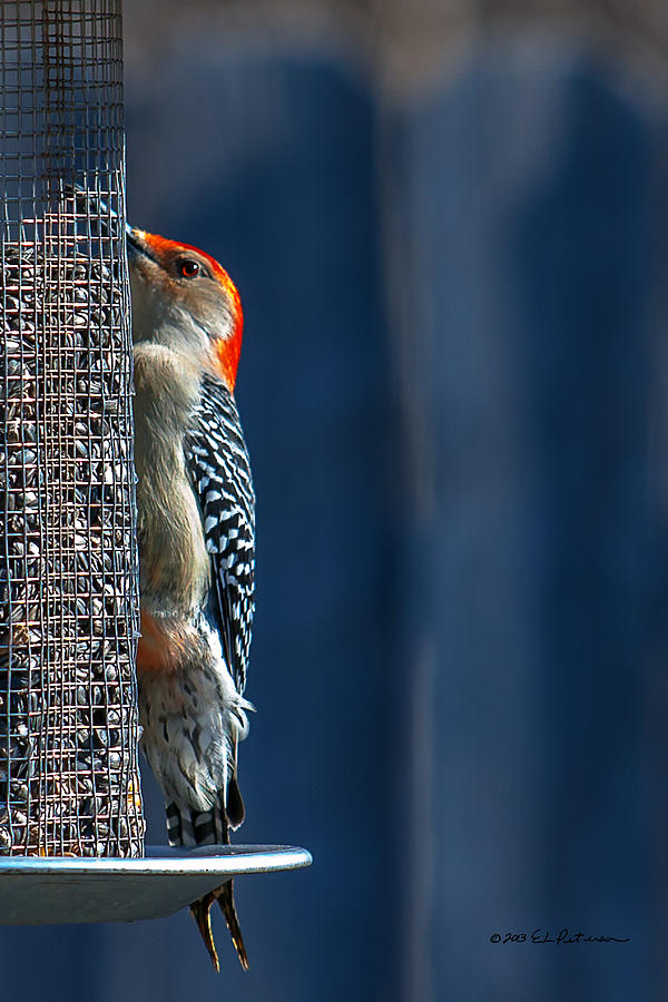 Red-Bellied Woodpecker Feeding Photograph by Ed Peterson